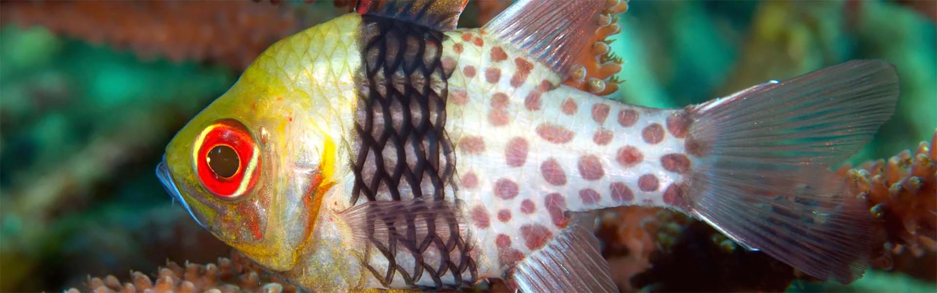 Le poisson cardinal camouflage